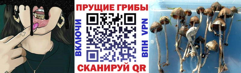 Псилоцибиновые грибы GOLDEN TEACHER  Курчатов 