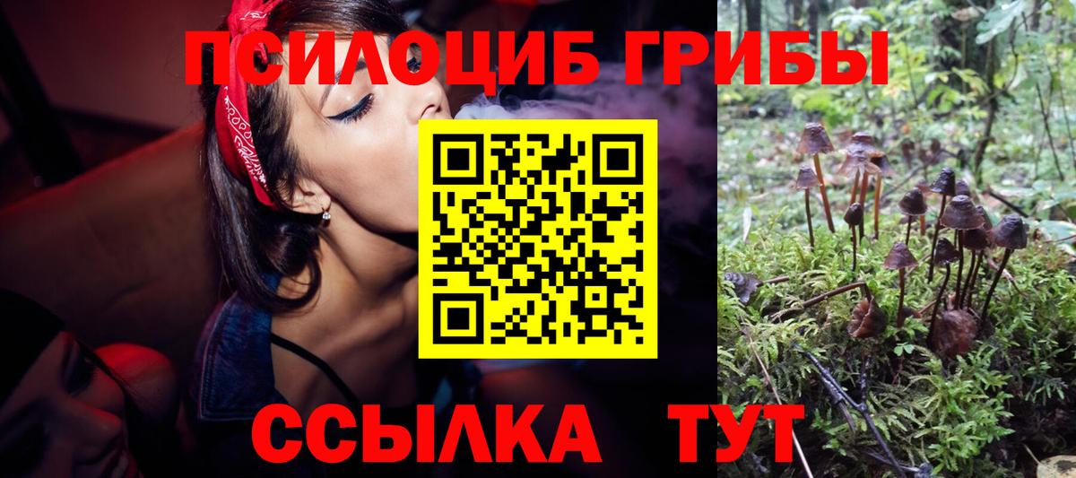 Галлюциногенные грибы Psilocybe Курчатов